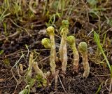 Rhodiola rosea