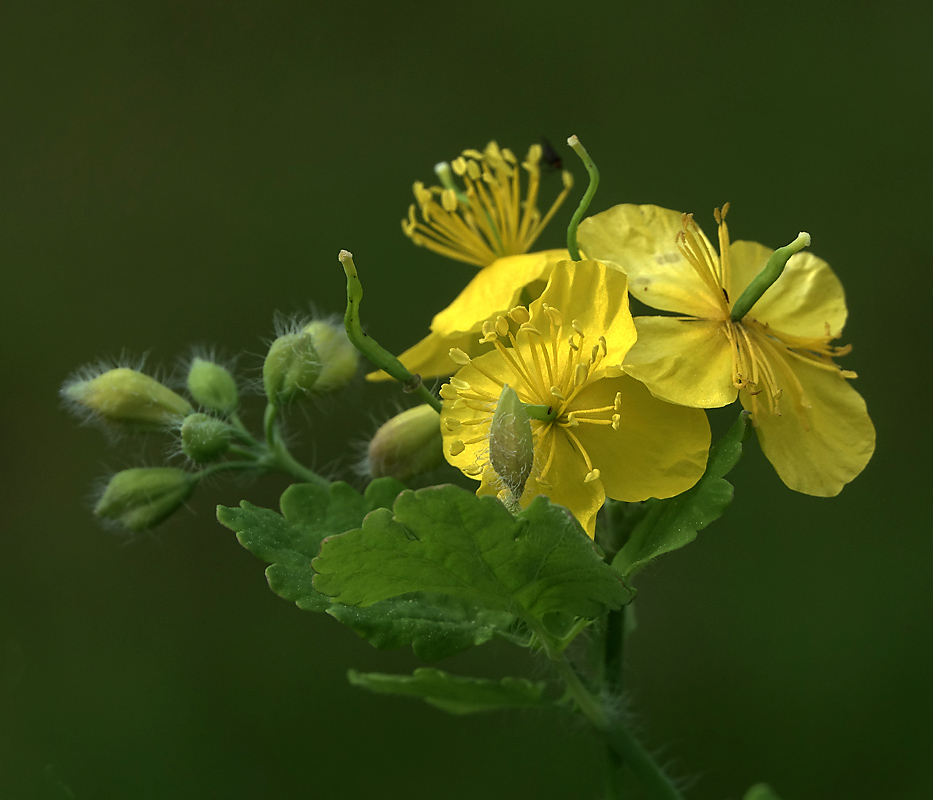 Изображение особи Chelidonium majus.