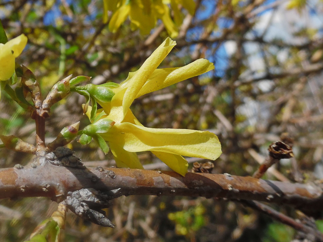 Изображение особи род Forsythia.