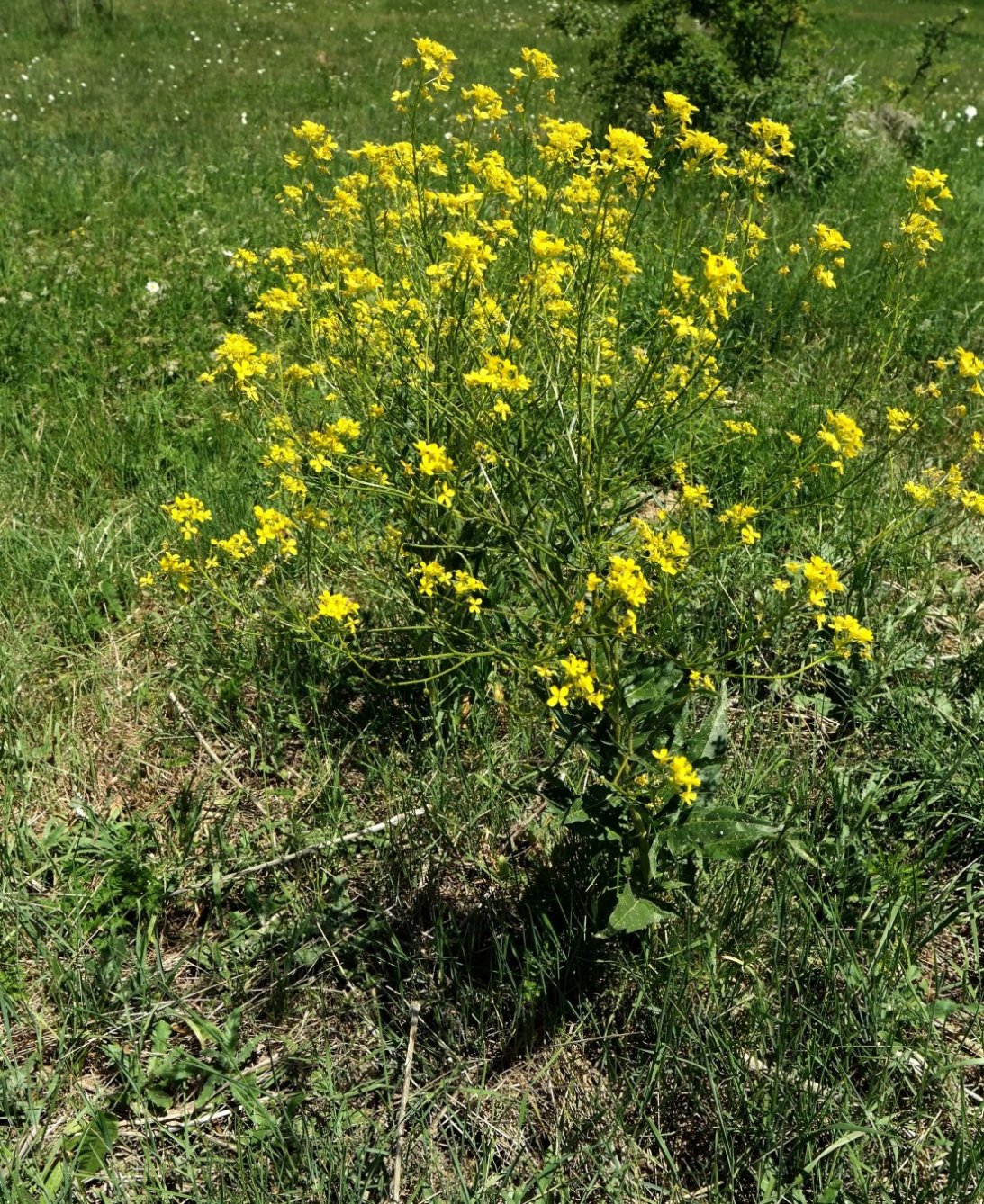 Изображение особи Bunias orientalis.