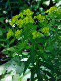 Euphorbia semivillosa. Верхушка побега с соцветиями. Тульская обл., Алексинский р-н, долина р. Вашана, дубово-липовый лес. 11.06.2018.