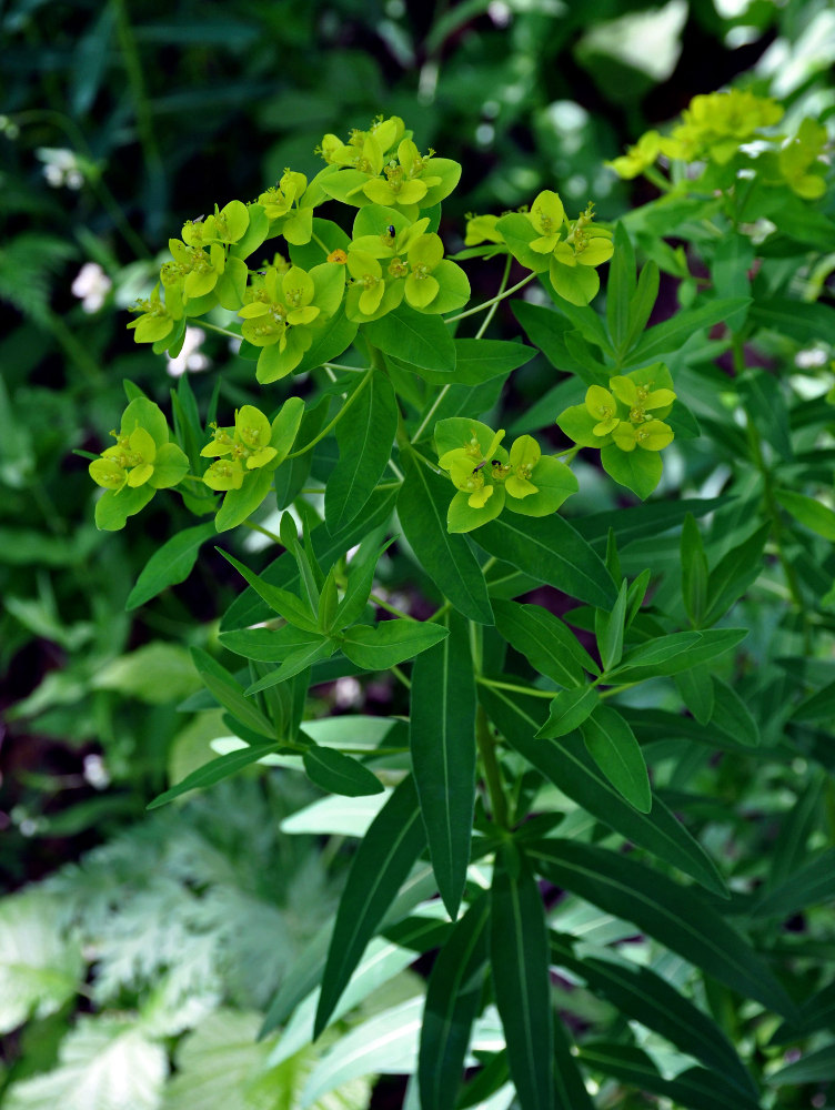 Изображение особи Euphorbia semivillosa.