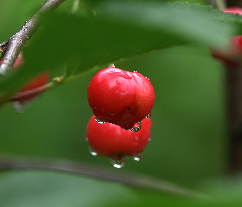 Изображение особи Cerasus vulgaris.