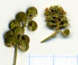 Medicago lupulina. Соплодие с недозрелыми семенами и соцветие с завязавшимися плодами (гербарный образец). Новосибирская обл., Мошковский р-н, правый низкий глинистый берег р. Обь. 11.09.2009.