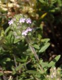 Thymus marschallianus. Цветущий побег. Украина, Днепропетровская обл., Апостоловский р-н, Токовский сельский совет, степной участок с выходами скальных пород к югу от Токовских водопадов. 04.08.2018.