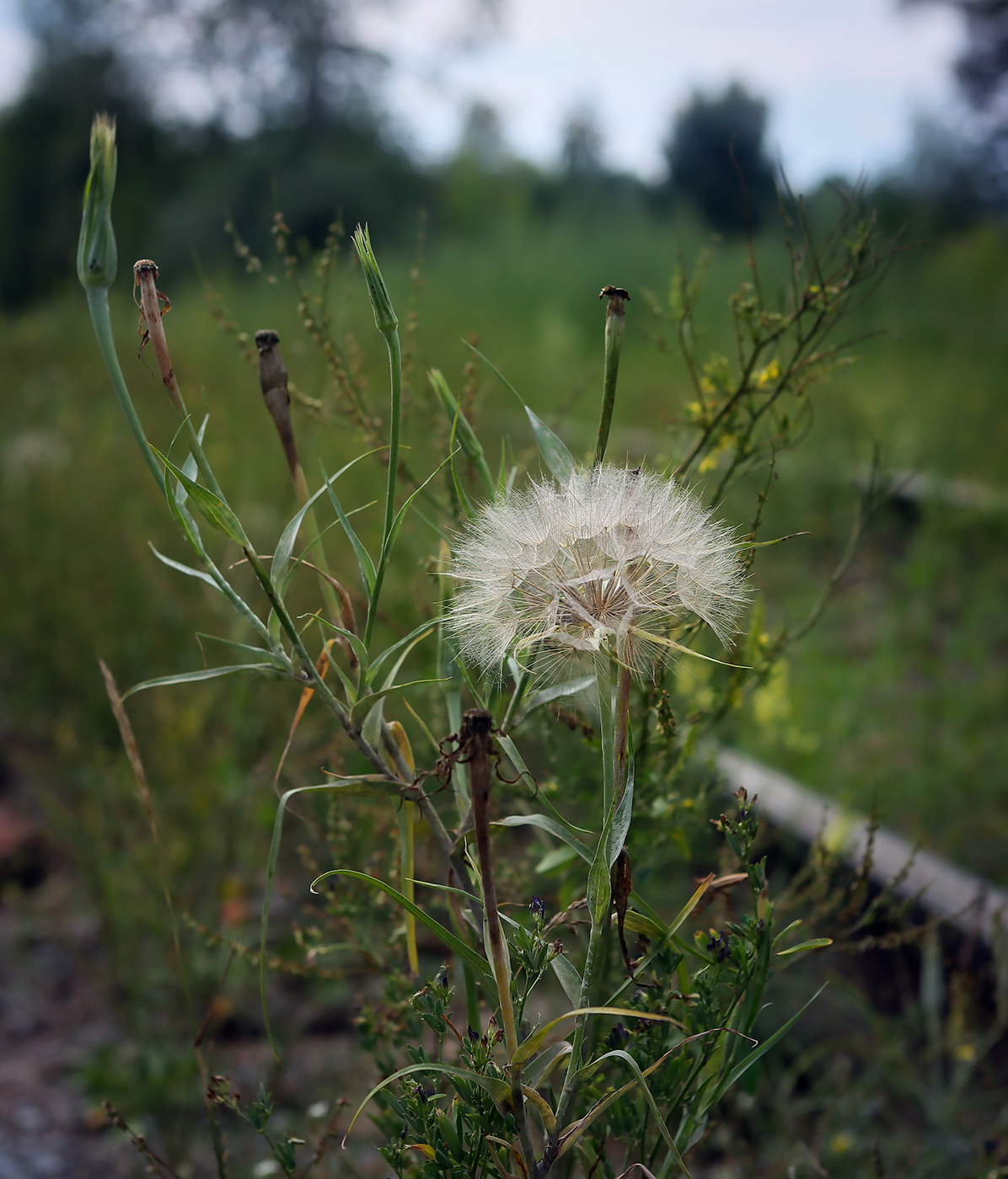 Изображение особи род Tragopogon.