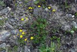 Potentilla crantzii