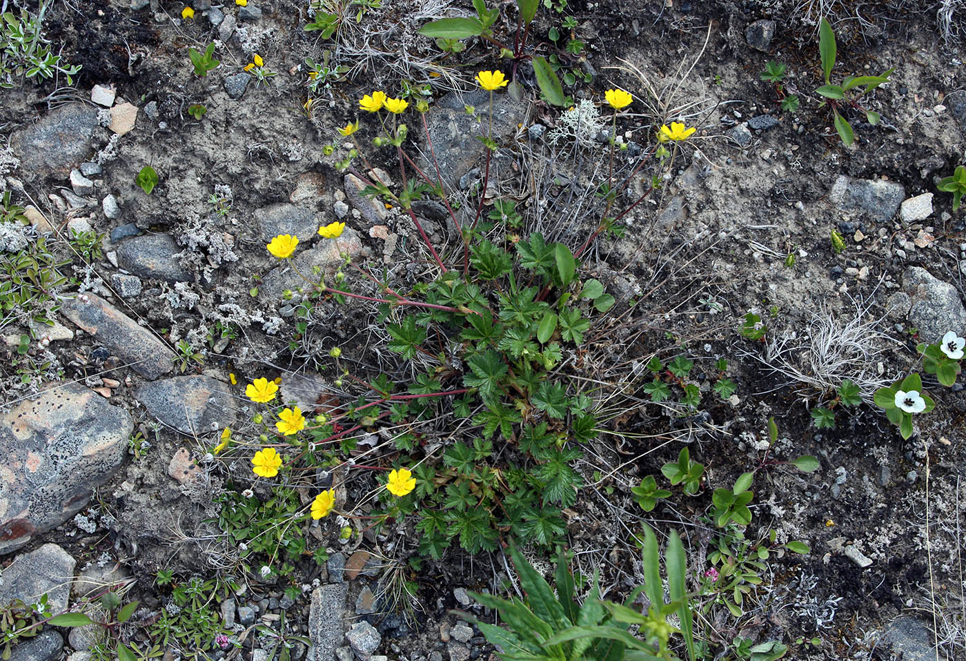 Изображение особи Potentilla crantzii.