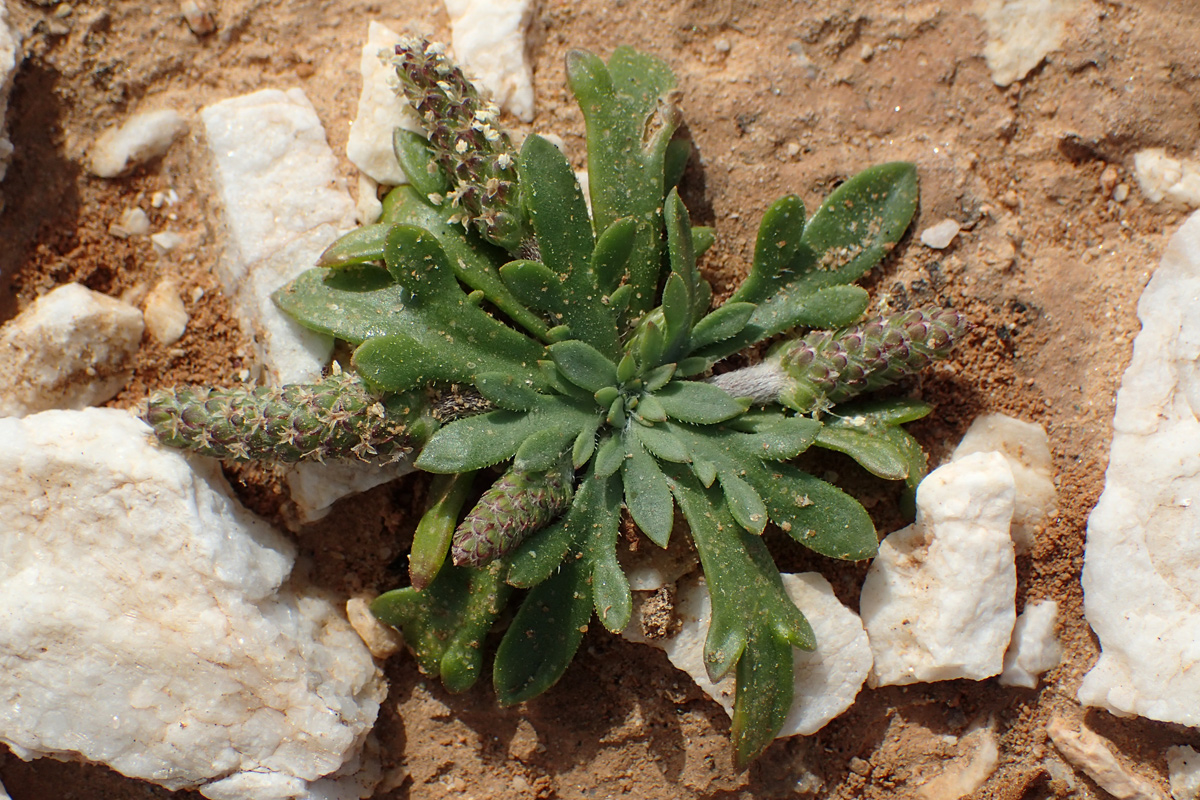 Изображение особи Plantago weldenii.