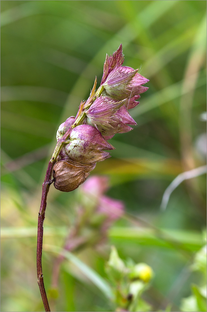 Image of genus Rhinanthus specimen.