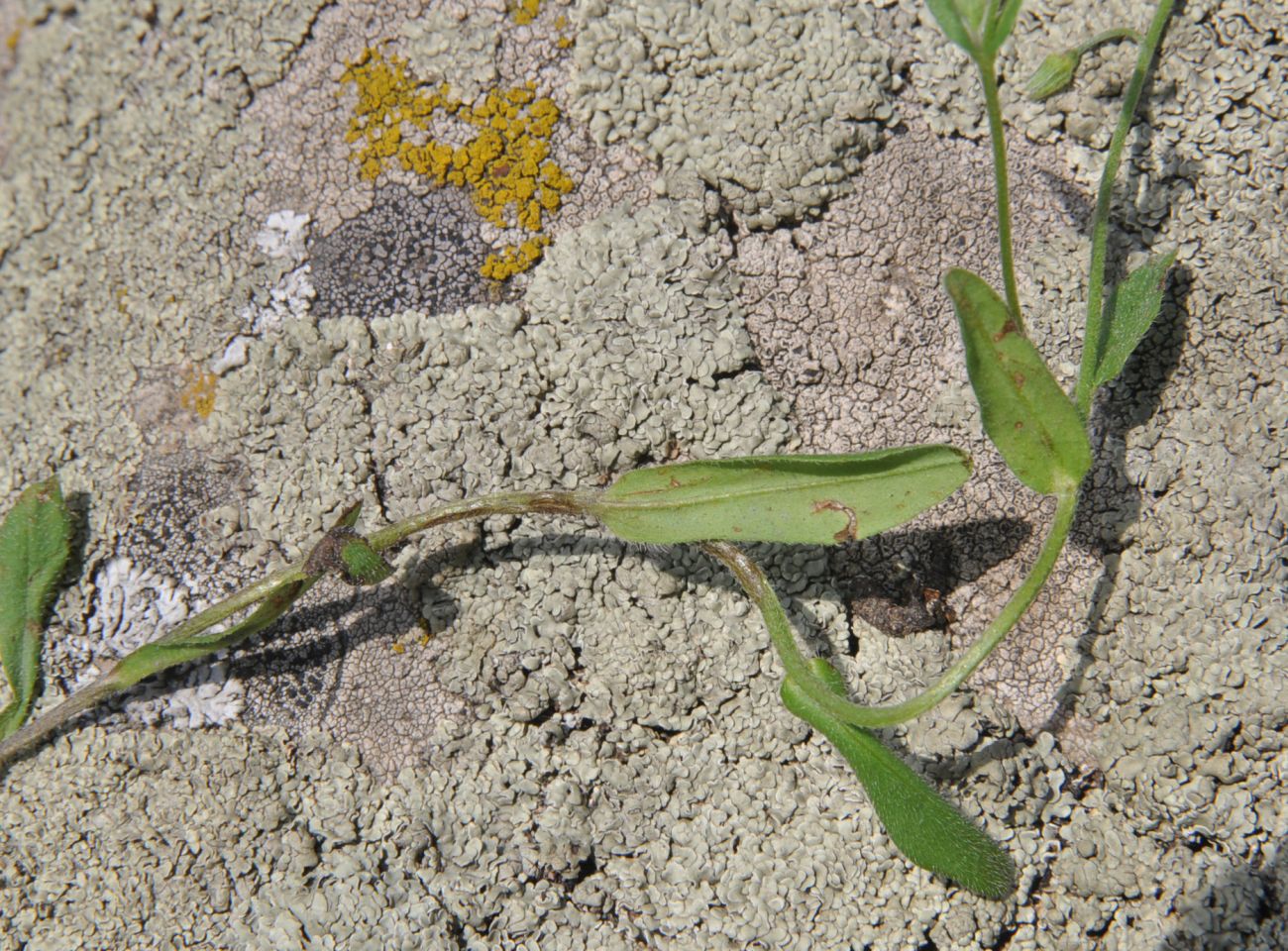 Image of genus Myosotis specimen.