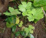 genus Ribes