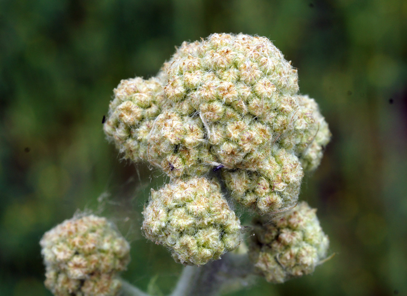 Image of Handelia trichophylla specimen.