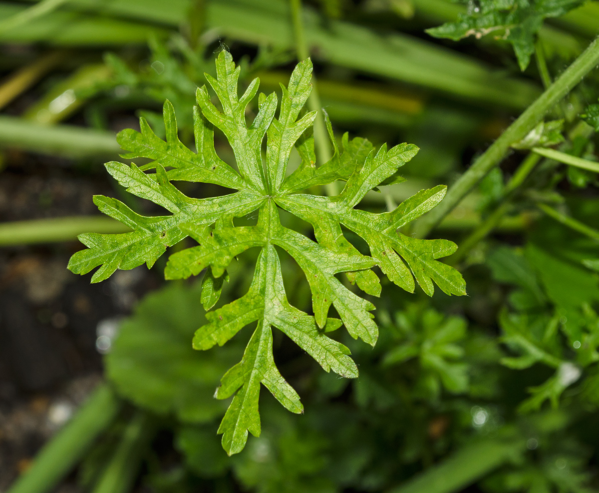 Image of Malva moschata specimen.