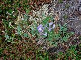 Oxytropis sordida