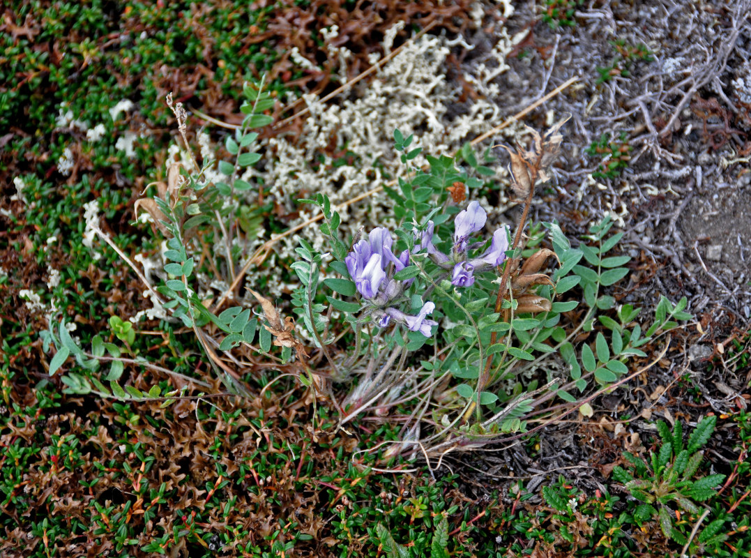 Изображение особи Oxytropis sordida.