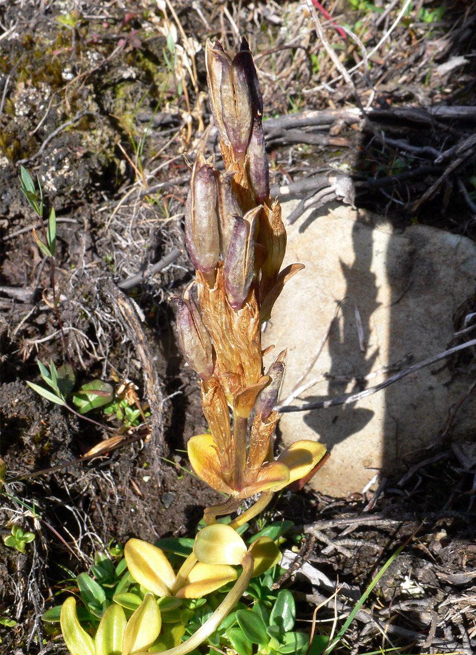 Image of Gentiana glauca specimen.