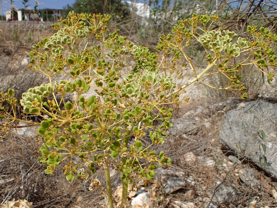 Image of Opopanax hispidus specimen.