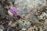 Dianthus versicolor. Нераскрывшийся цветок. Республика Алтай, Кош-Агачский р-н, Северо-Чуйский хребет, долина р. Актру, подножие поросшего лиственницей склона юго-восточной экспозиции. 14.08.2018.