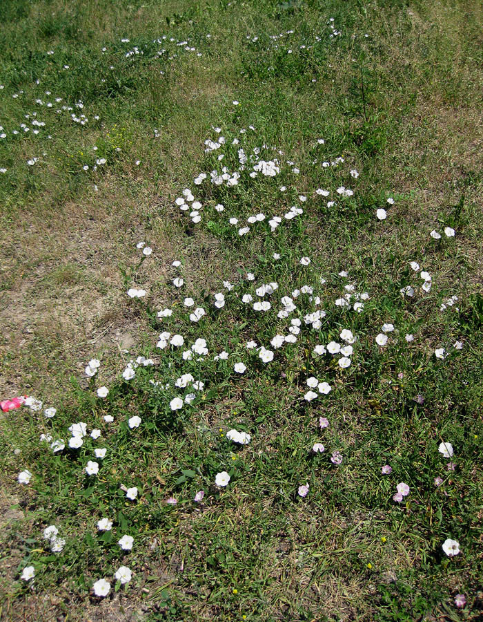 Image of Convolvulus arvensis specimen.