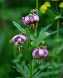 Lilium pilosiusculum. Cоцветие. Красноярский край, Ермаковский р-н, природный парк \"Ергаки\", долина р. Тушканчик, ≈ 1200 м н.у.м., опушка хвойного леса. 13.07.2018.