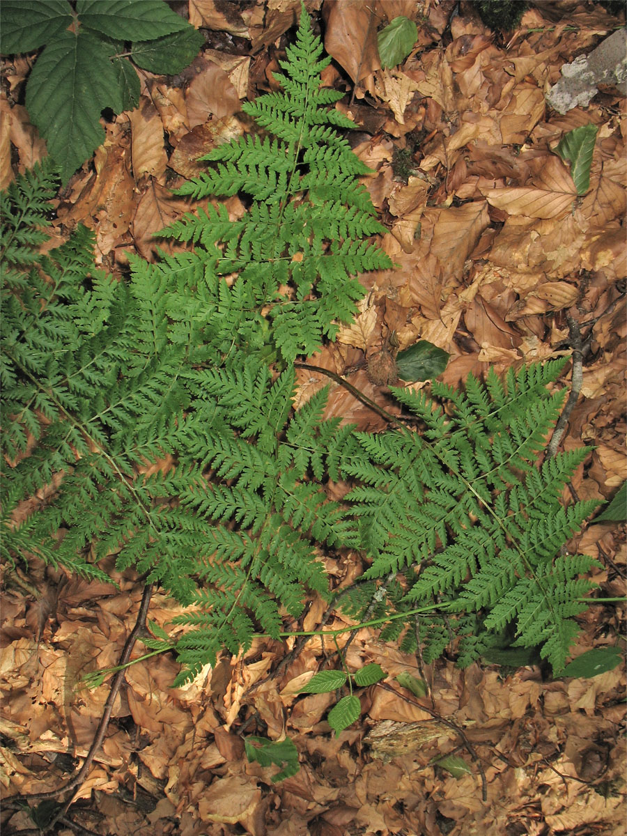 Image of Rhizomatopteris montana specimen.