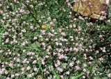 Antennaria dioica