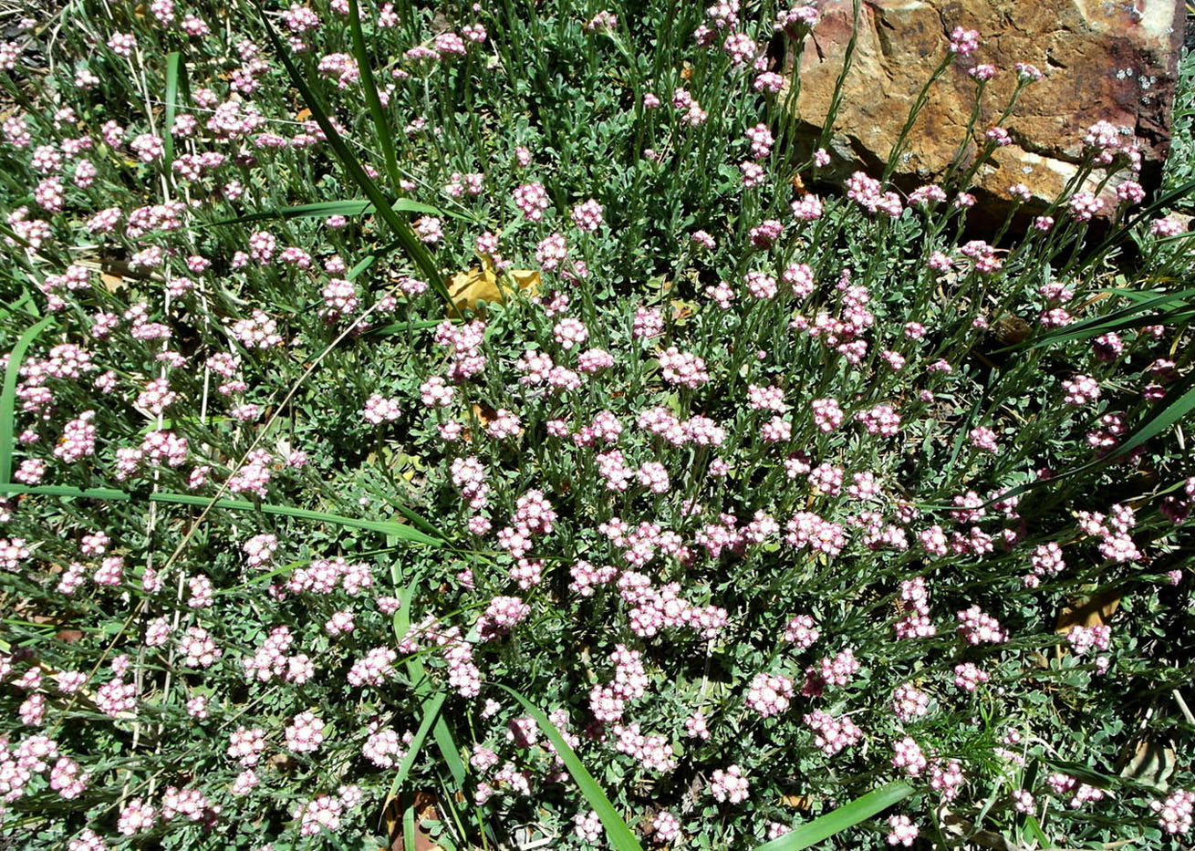 Изображение особи Antennaria dioica.