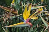 Strelitzia reginae