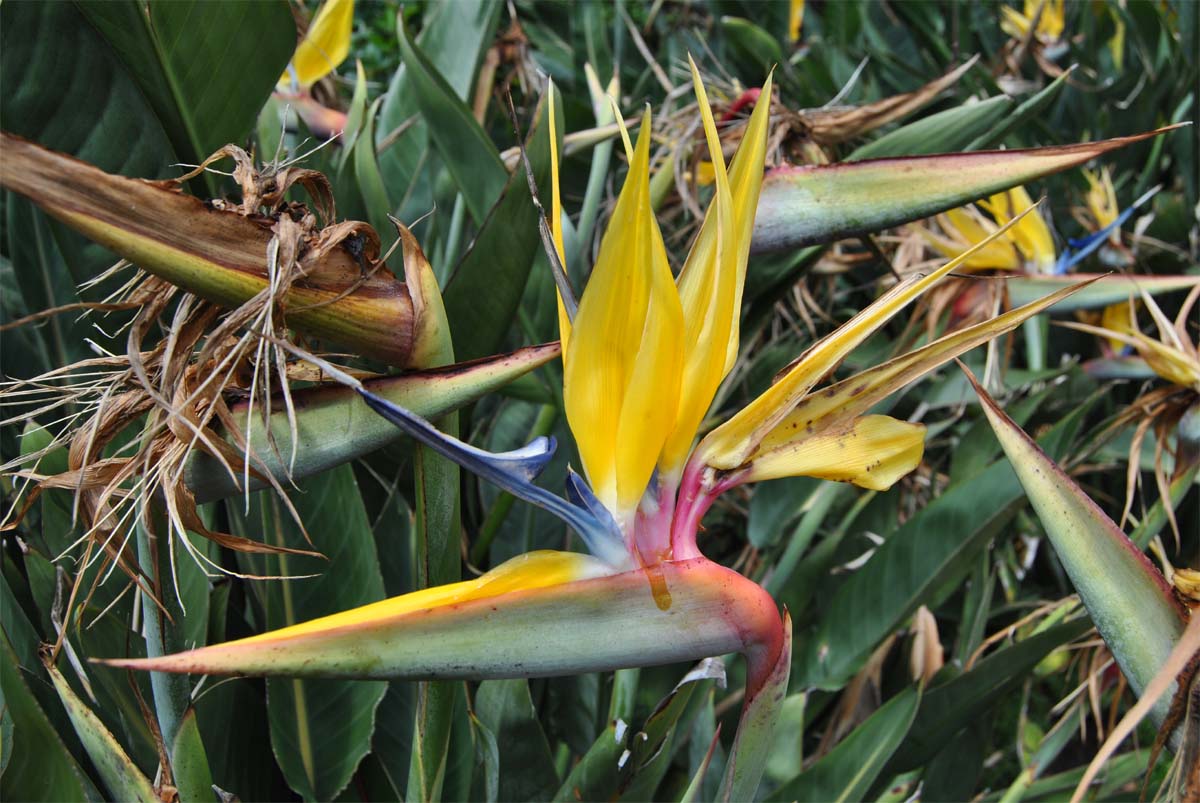 Изображение особи Strelitzia reginae.