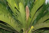 Cycas revoluta. Растение с микростробилом. Краснодарский край, г. Сочи, Центральный р-н, в культуре. 18.08.2018.