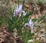 Iris scariosa. Цветущие растения. Волгоградская обл., Палласовский р-н, берег оз. Эльтон. 26 апреля 2007 г.