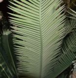Dioon edule