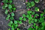 Lobelia nummularia. Части побегов с цветками и плодами. Малайзия, Камеронское нагорье, ≈ 1500 м н.у.м., опушка влажного тропического леса, глинисто-каменистый обрывистый склон. 03.05.2017.