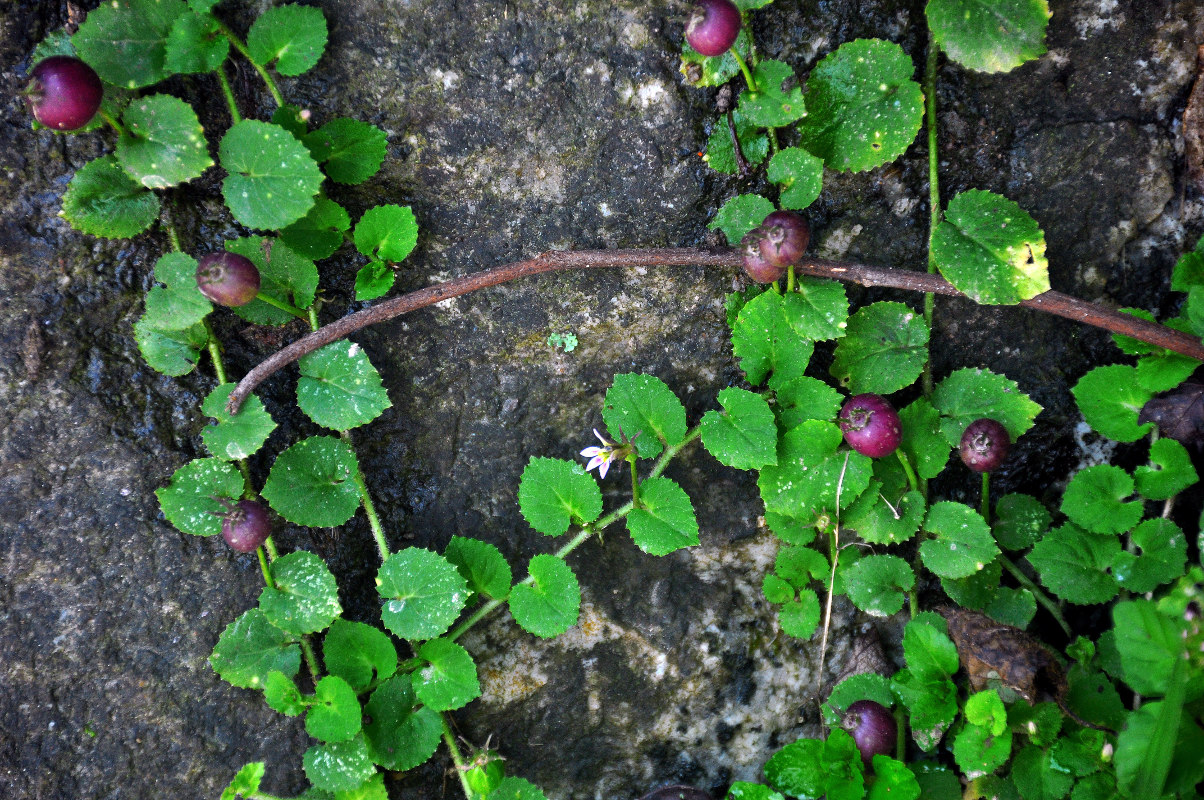 Изображение особи Lobelia nummularia.