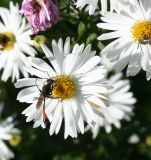 Symphyotrichum × versicolor. Соцветие с осой аммофилой песчаной. Казахстан, Восточно-Казахстанская обл., Уланский р-н, с. Украинка, дачный участок, в культуре. 24.09.2009.