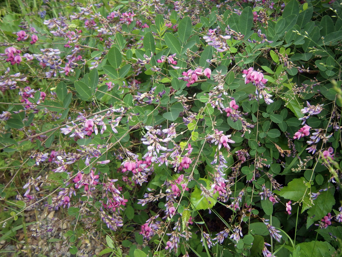 Image of Lespedeza bicolor specimen.