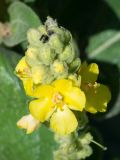 Verbascum thapsus