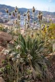 Plantago lagopus