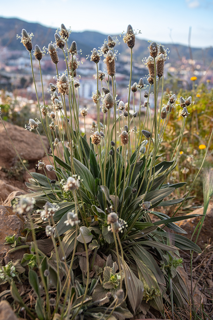 Изображение особи Plantago lagopus.