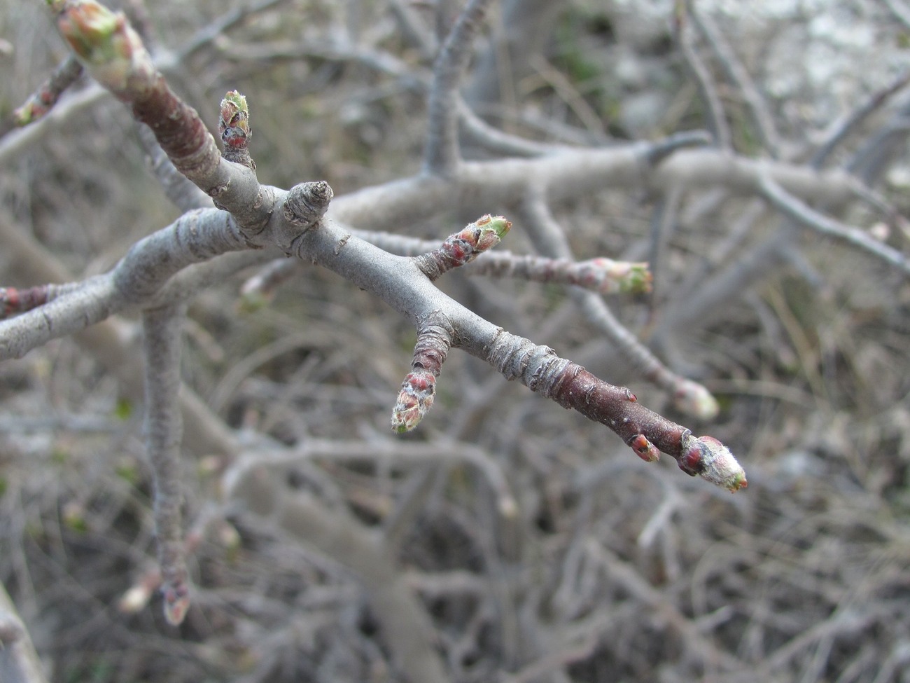 Изображение особи семейство Rosaceae.