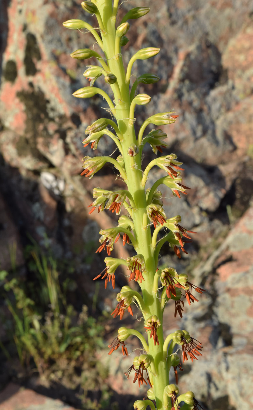 Image of Eremurus turkestanicus specimen.