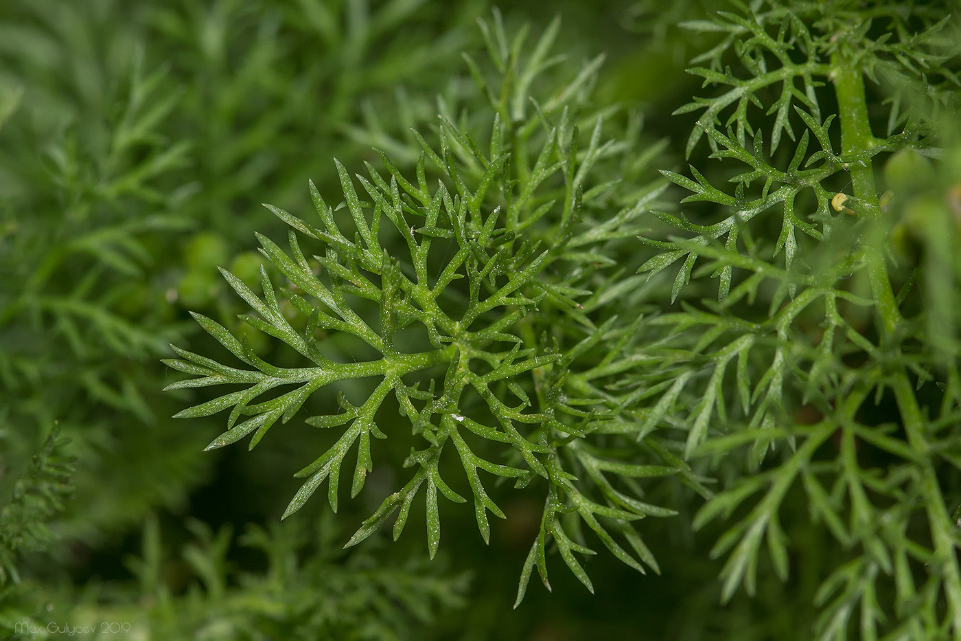 Image of genus Tripleurospermum specimen.