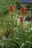 Kniphofia uvaria