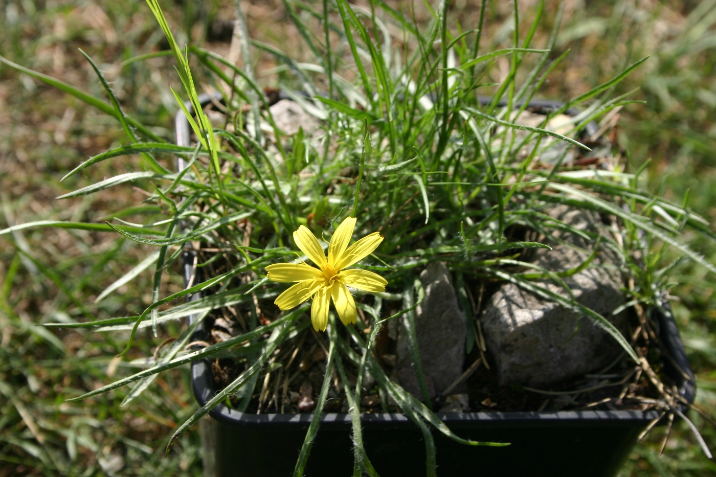 Image of genus Scorzonera specimen.