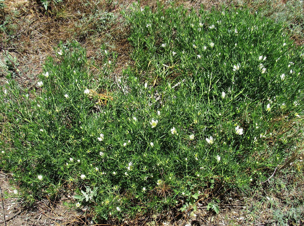 Image of Peganum harmala specimen.