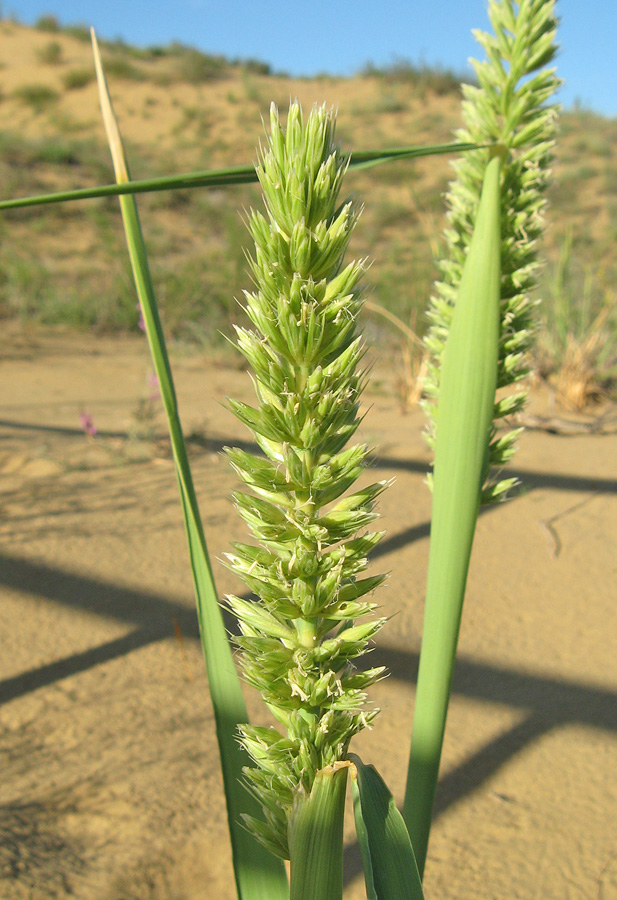 Image of Leymus racemosus specimen.