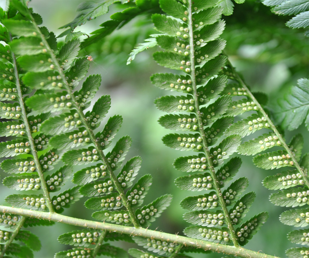 Image of Dryopteris filix-mas specimen.