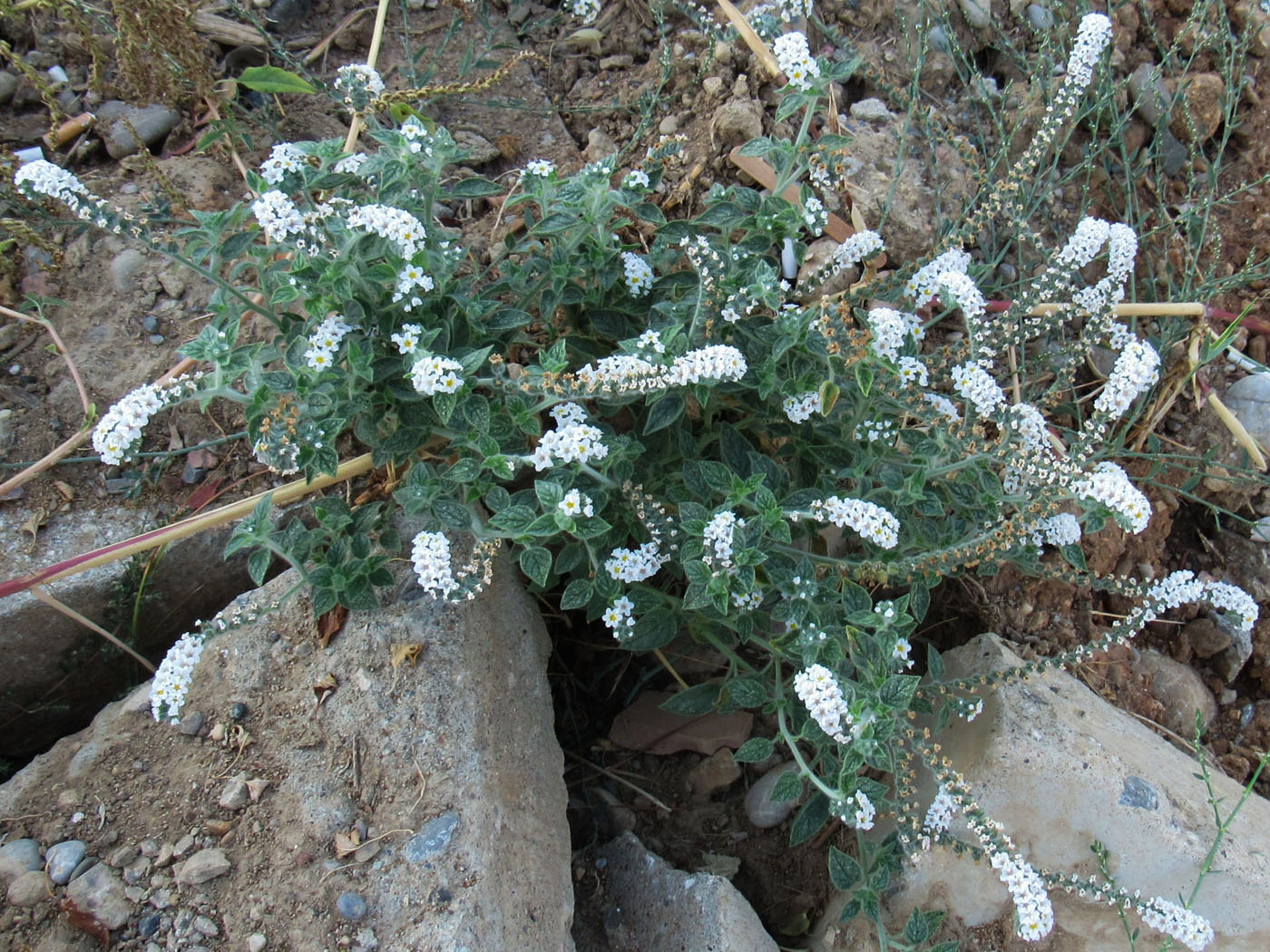 Image of Heliotropium hirsutissimum specimen.