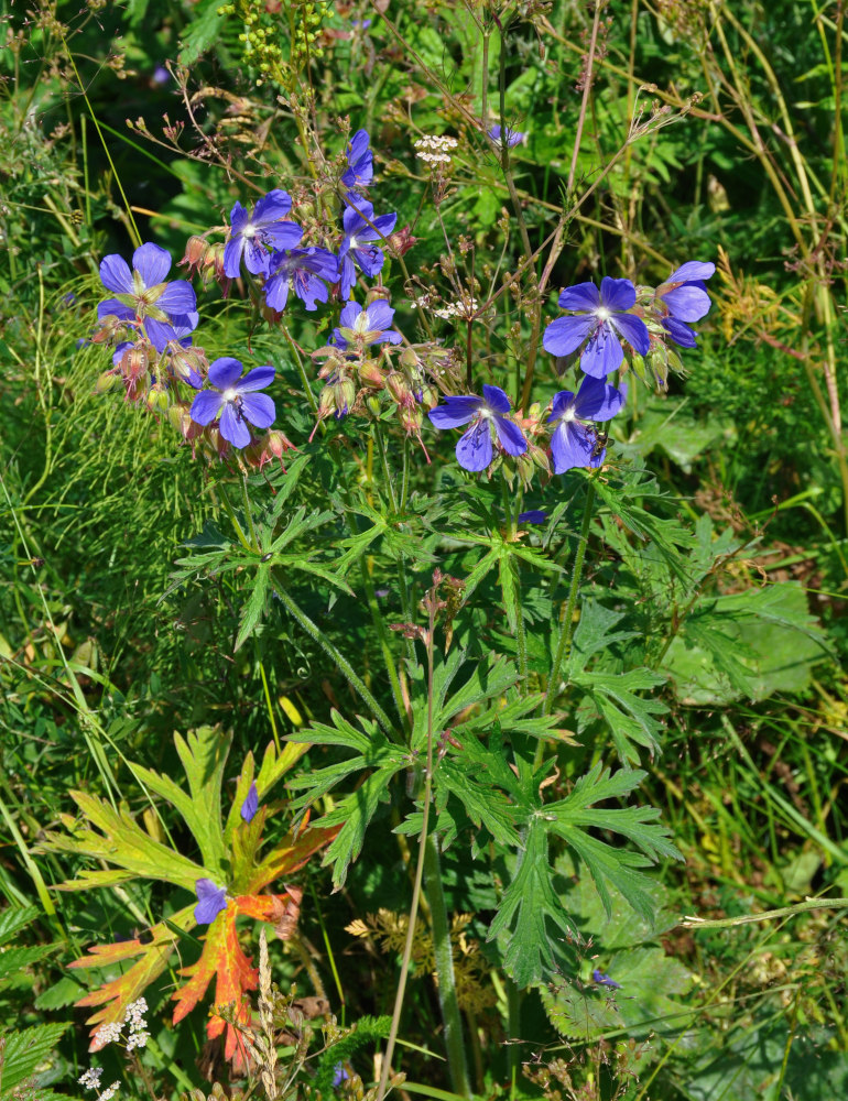 Изображение особи Geranium pratense.